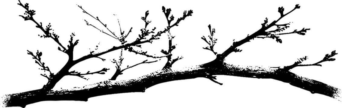 Black and white stencil of bare tree branch for artistic and urban design