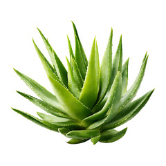 Aloe vera plant Png