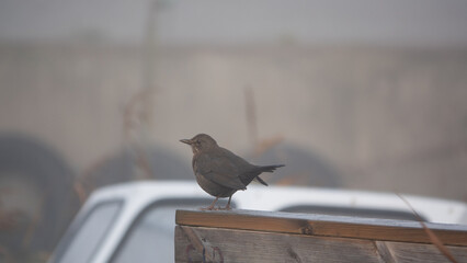 Nebeltag - Amsel sitz auf einem Holzzaun und h&auml;lt nach Futter Ausschau
