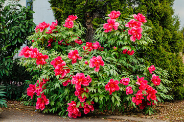 Vibrant Red Flowers Bloom in a Garden During Spring Season in Germany