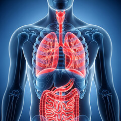 3D anatomical view highlighting human respiratory and digestive systems within a translucent body outline