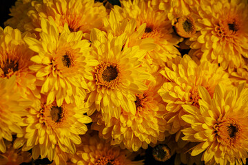 Bright Yellow Chrysanthemums and Asters in Full Bloom Create a Cheerful Display in a Sunny Outdoor Garden