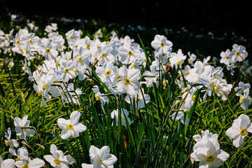 Fototapeta premium Beautiful White Daffodils Blooming in a Vibrant Garden Under Bright Sunlight