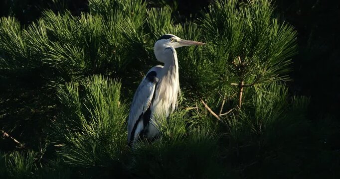 Grey heron, Ardea cinerea, perched on it s dormitory tree, the Camargue, Southern France