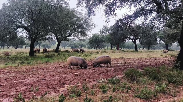 
Lluvia sobre la dehesa extreme&ntilde;a, cerdos ib&eacute;ricos entre barro y charcos buscando bellotas.
