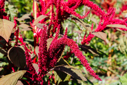 Bright red amaranth plants displaying vibrant spikes in a lush garden setting during a sunny day
