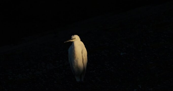 Little egret (Egretta garzetta), against a black background at sunset. The Camargue, France.