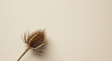 Dried Teasel Head on Cream Background, Minimalist Botanical Still Life