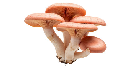 Pink oyster mushroom cluster gills stem fungus edible ingredient raw food ingredient natural organic harvest botany science macro photography
