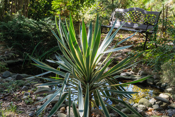 On bank of garden pond grows large, spiky, green and white striped yucca (Striped Yucca gloriosa Variegata), surrounded by rocks and small pond, with wooden bench in the shaded background