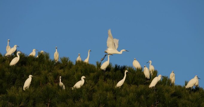 Little egrets (Egretta garzetta), perched on their dormitory trees. The Camargue, France.