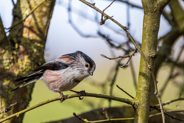 mesange on a branch