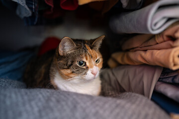 Fluffy relaxed cat lying inside cozy wardrobe among soft clothes, enjoy warmth, safety, tranquility. Adorable cute calico feline pet finds secret corner for rest, comfort by folded garments.