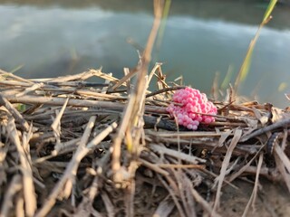 Golden apple snail eggs cluster on dried straw near water, highlighting the invasive freshwater mollusk's reproduction in a natural environment