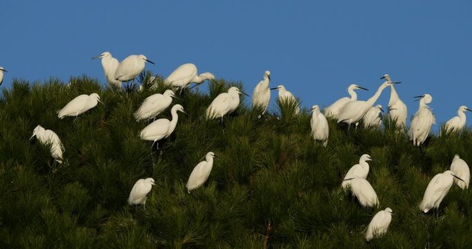 Little egrets (Egretta garzetta), perched on their dormitory trees. The Camargue, France.