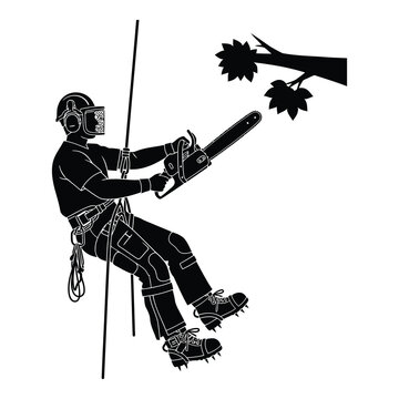 Arborist or tree surgeon suspended by rope using chainsaw to trim tree branches