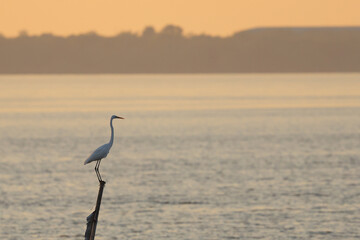 Egret perched on a wooden pole during sunset.