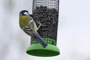 Blue tit perched on a hanging garden bird feeder filled with sunflower seeds. Small songbird feeding outdoors during cold season, wildlife scene with soft blurred background and copy space. © Maryia