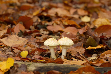 two white mushrooms with large round caps, white mushrooms surrounded by brown foliage, mycelium surrounded by brown leaves on the forest floor, mushrooms in the forest, close-up of mycelium