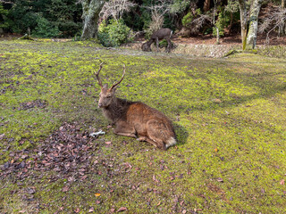 Wild deer resting on moss in Japanese park