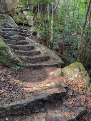 Old stone steps in mossy forest trail