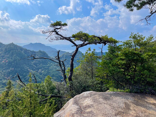 Pine tree on rocky mountain peak, Japan