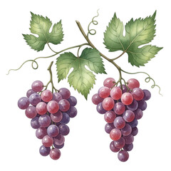 Watercolor Two Bunches of Red Grapes and Leaves isolated on a transparent background
