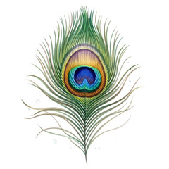 Watercolor Vibrant Peacock Feather Eye isolated on a transparent background
