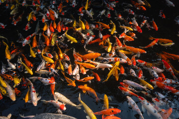 Colorful koi fish swimming in a serene pond nature scene vibrant environment top view
