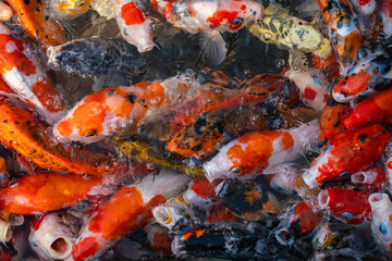 Colorful koi fish swimming in a tranquil pond nature scene underwater perspective