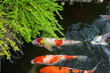 Koi fish swimming in tranquil pond nature scene wildlife serene environment aerial view