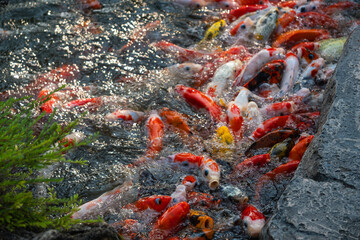 Colorful koi fish swimming tranquil pond nature outdoor serenity close-up scene