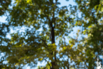 Exploring nature's beauty vibrant trees in a sunlit forest outdoor scenic view