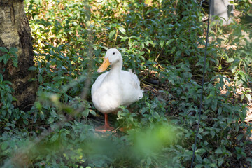 Duck exploring a lush forest wildlife scene nature daytime tranquil environment