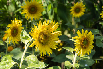 Obraz premium Vibrant sunflower blooms in a lush garden nature bright and colorful scene