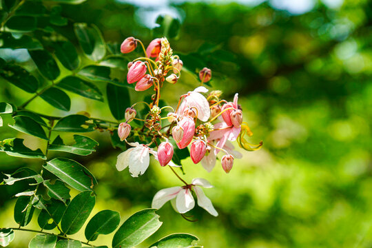 Close-up of vibrant pink and white Cassia javanica flowers and buds blooming on a tree branch outdoors, showcasing tropical flora in natural light.