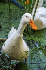 Ducks swimming gracefully in a lush pond nature peaceful environment close-up view