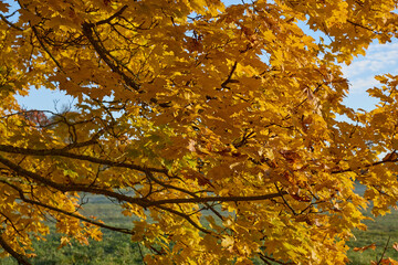 Close-up of golden maple leaves on tree branches during autumn season. Natural foliage background with warm sunlight, shallow depth of field and soft blurred forest backdrop.