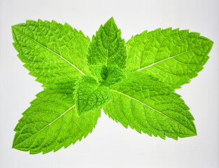 Bright Green Mint Leaf Stem Isolated on White Background Representing Herbal Freshness and Organic Biotic Growth Concept © Artbi