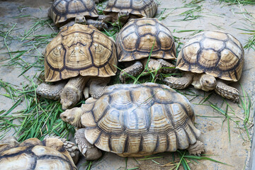 Tortoise gathering in a green wildlife sanctuary a close-up perspective