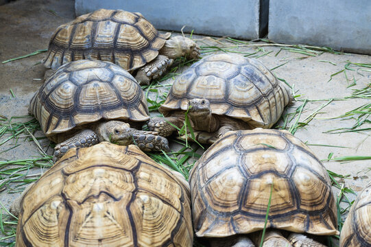 Close-up view of tortoises in a serene natural habitat for wildlife observation