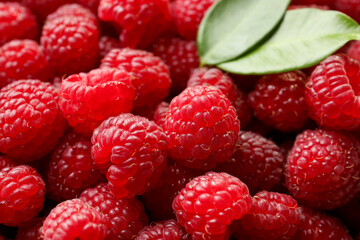 Fresh ripe raspberries and leaves as background, closeup