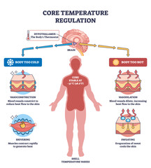 Core temperature regulation with hypothalamus control, human silhouette and skin layers show homeostasis via vasoconstriction, vasodilation, sweating, shivering, transparent background.