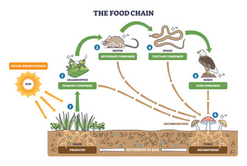 Food chain brief outline shows energy transfer from sun to hawk via grass, grasshopper, mouse, fungi recycle nutrients, transparent background.Main, sun, grasshopper, hawk.