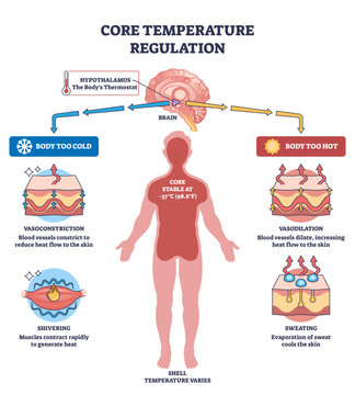 Core temperature regulation with hypothalamus control, human silhouette and skin layers show homeostasis via vasoconstriction, vasodilation, sweating, shivering, transparent background.