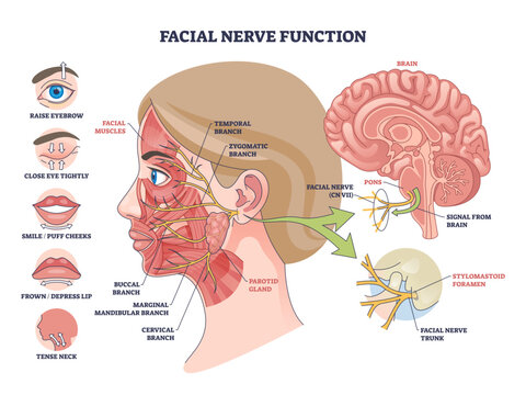Facial nerve function diagram maps CN VII branches on facial muscles and brain route, showing expression control, key objects, nerve branches, brain, parotid gland, transparent background.