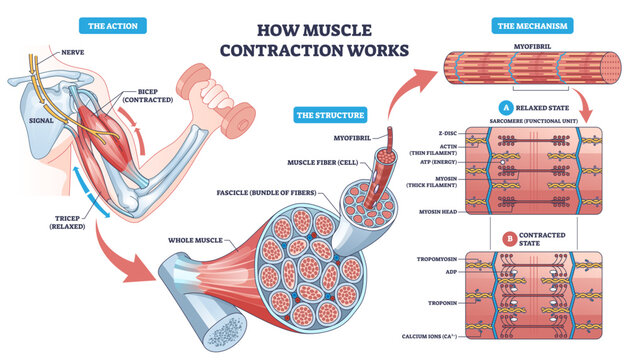 Muscle contraction mechanism shown through a bicep curl, nerve signal drives actin myosin sarcomere shortening, key objects, bicep, myofibril, sarcomere, transparent background.