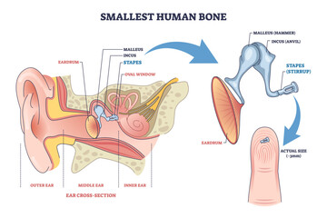 Smallest human bone diagram shows the stapes in the middle ear, with ossicles and eardrum labeled, explaining hearing mechanics and scale on fingertip, transparent background.