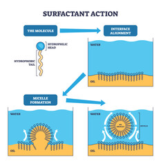 Surfactant action outline shows molecules aligning at the water-oil interface and forming micelles, key objects, hydrophilic head, hydrophobic tail, oil droplet, transparent background.