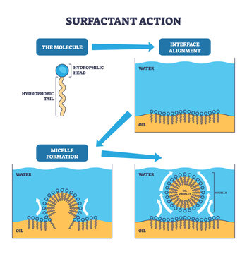 Surfactant action outline shows molecules aligning at the water-oil interface and forming micelles, key objects, hydrophilic head, hydrophobic tail, oil droplet, transparent background.